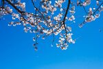 白色桃花