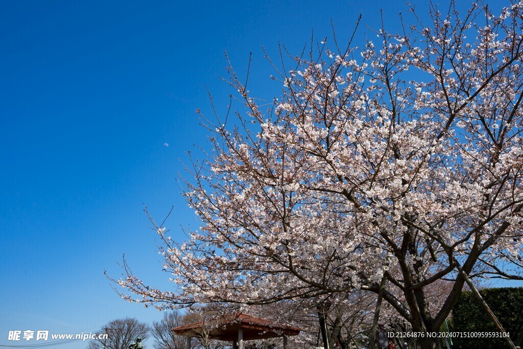 白色桃花