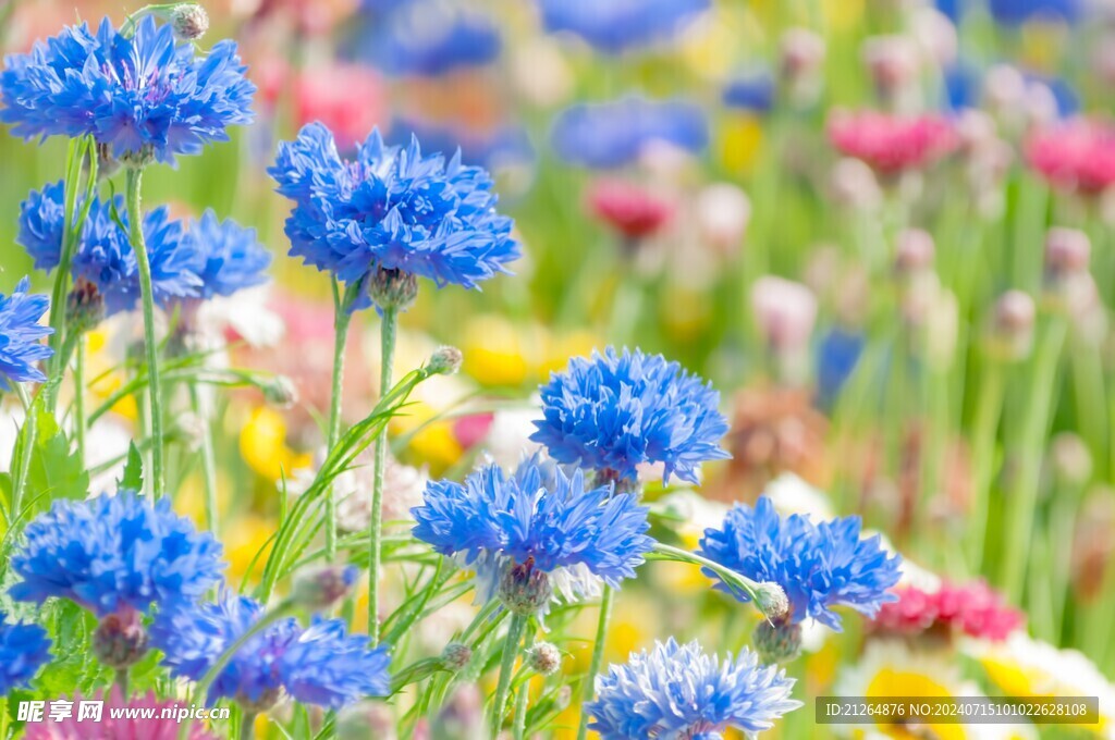 蓝花矢车菊