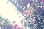 玫瑰花