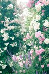 月季花