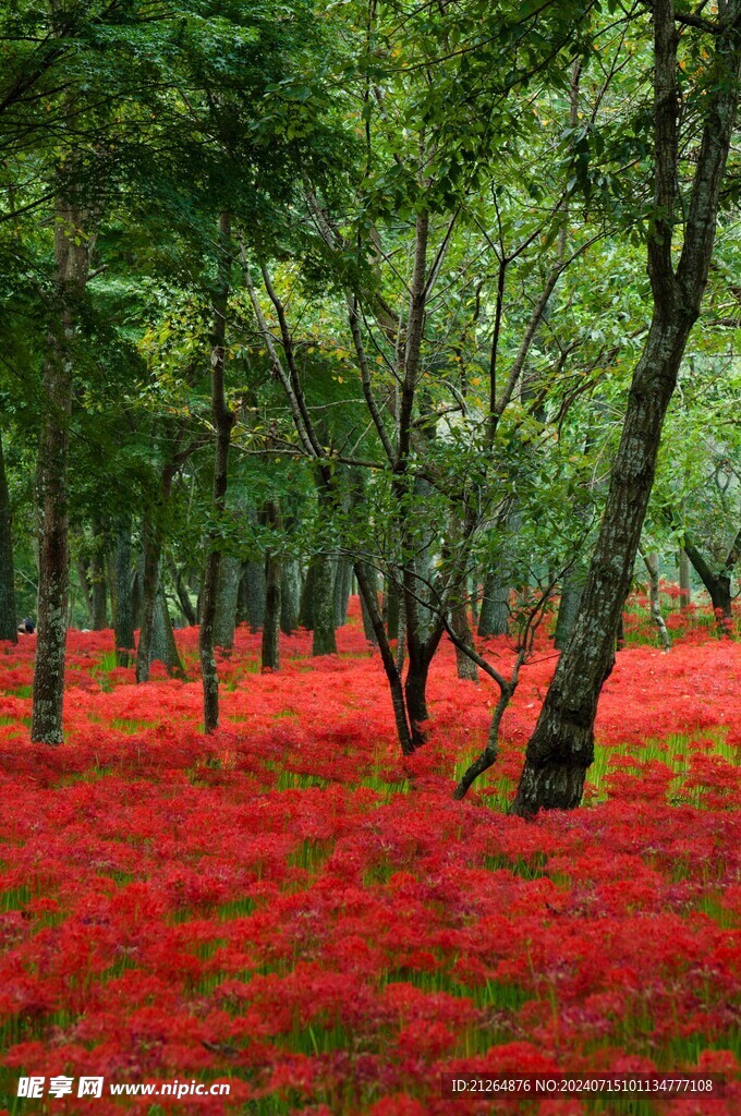 彼岸花