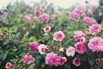 月季花