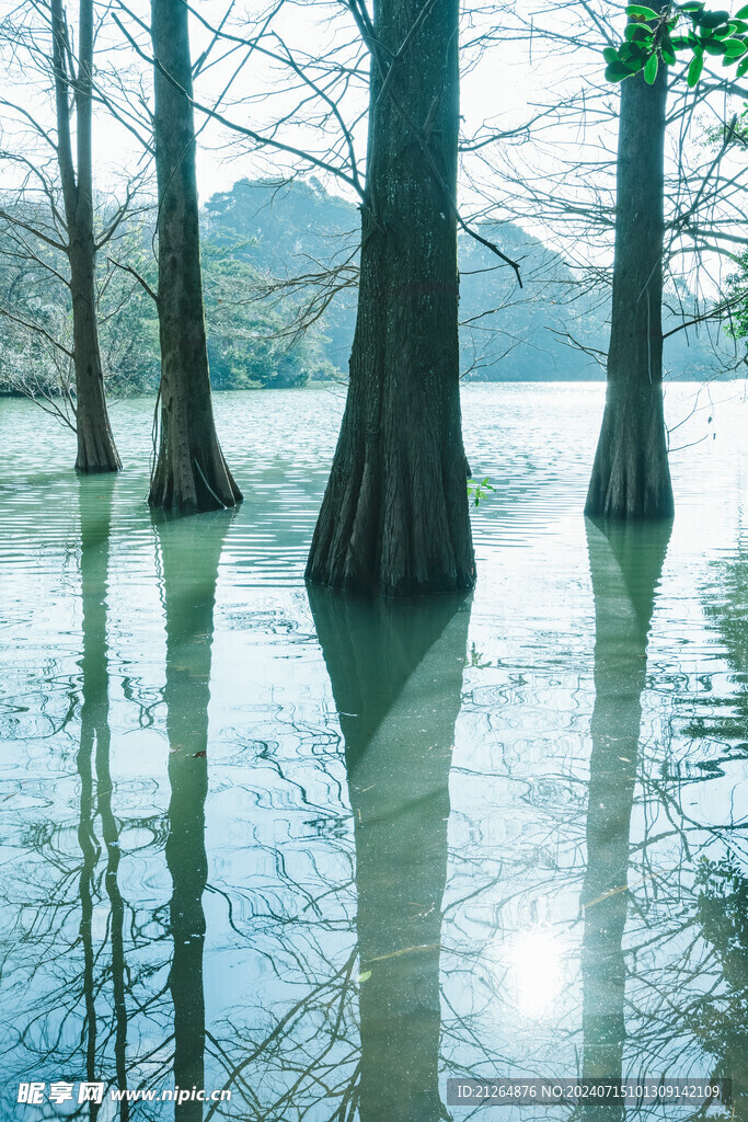 沼泽树林