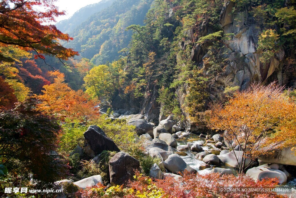 森林美景