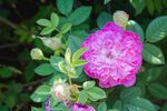 月季花