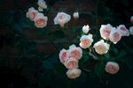 月季花