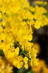 小黄花