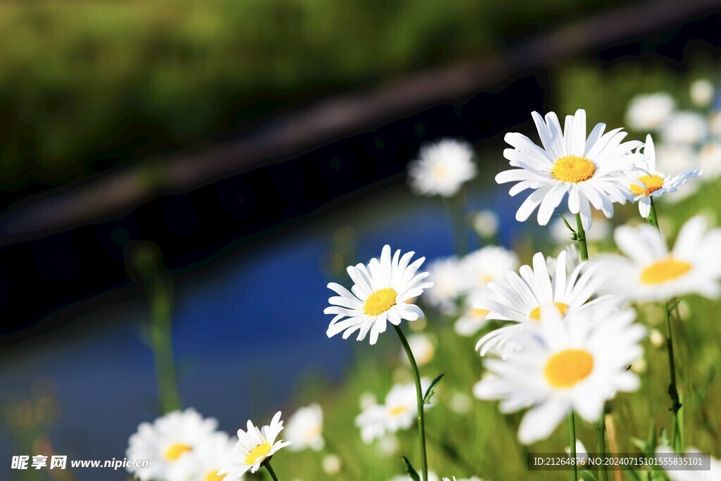 白色菊花