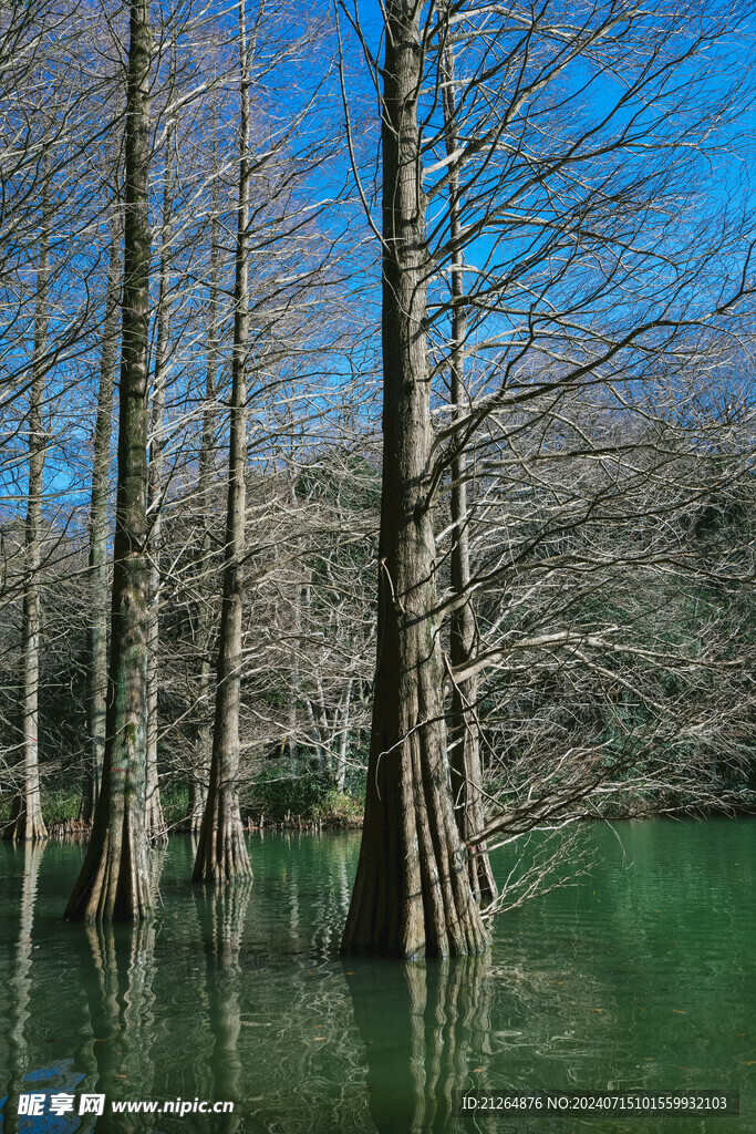 沼泽树林