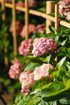 绣球花 