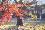 红色枫叶