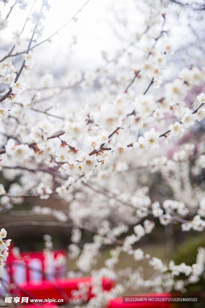 梅花 