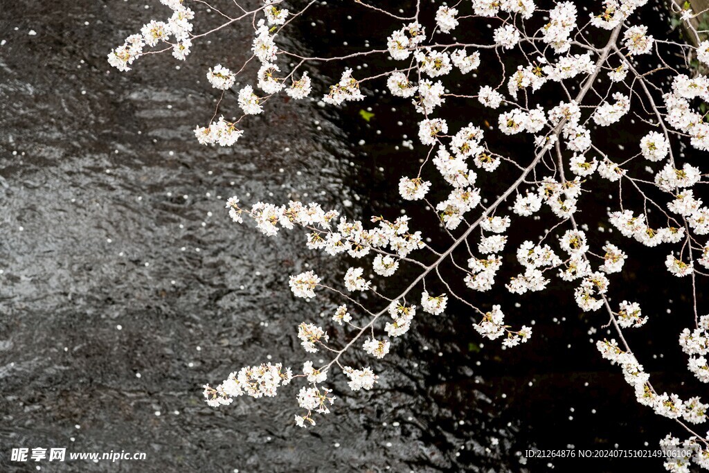 梅花
