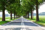 道路大树