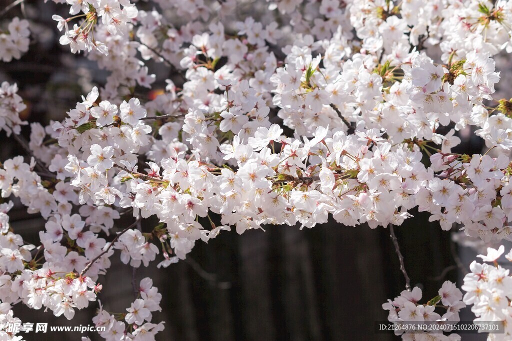 梅花 