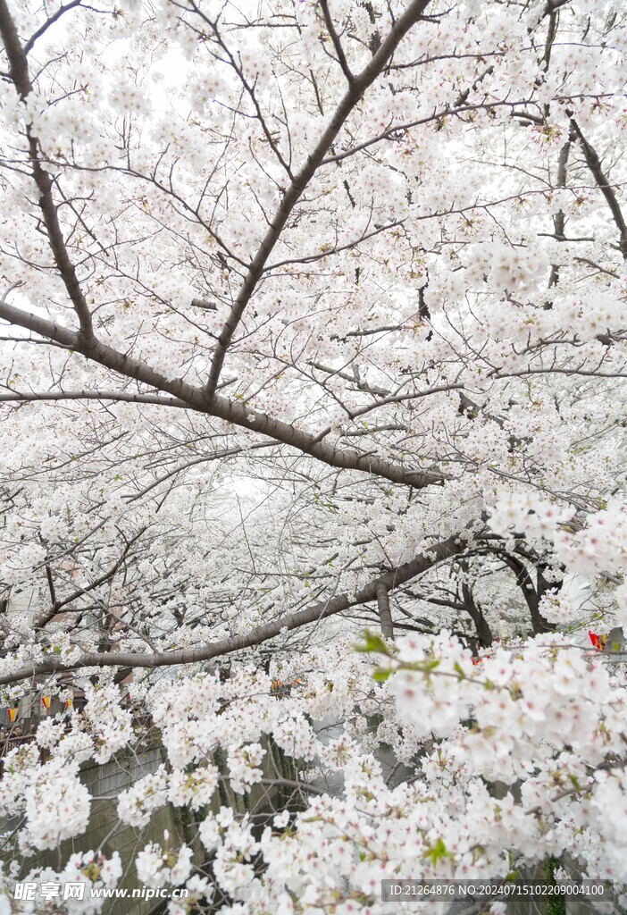 梅花 