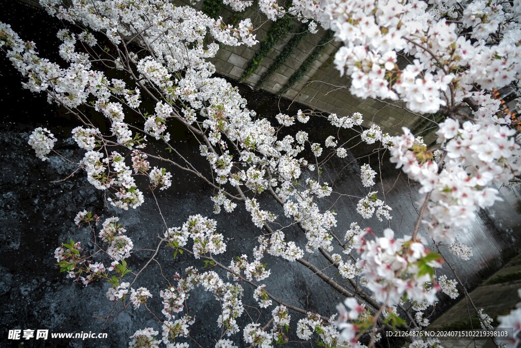 梅花 