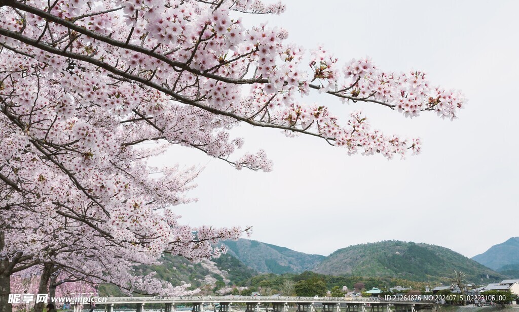 梅花