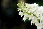 绣球花