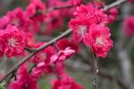 红色桃花