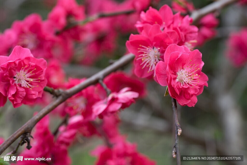 红色桃花