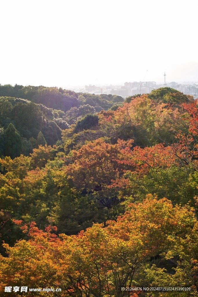森林美景