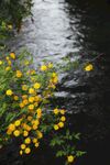小黄花