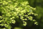 鸡爪槭叶子
