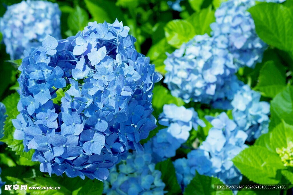 蓝色绣球花