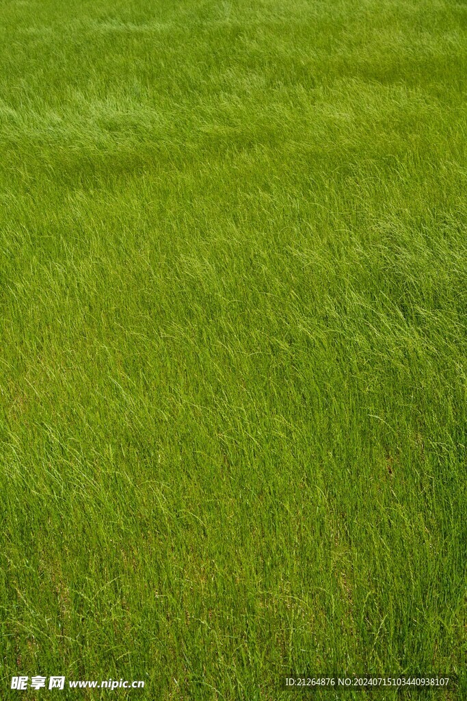 草坪贴图