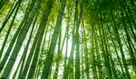 竹林