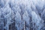 森林雪景