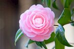 粉色月季花