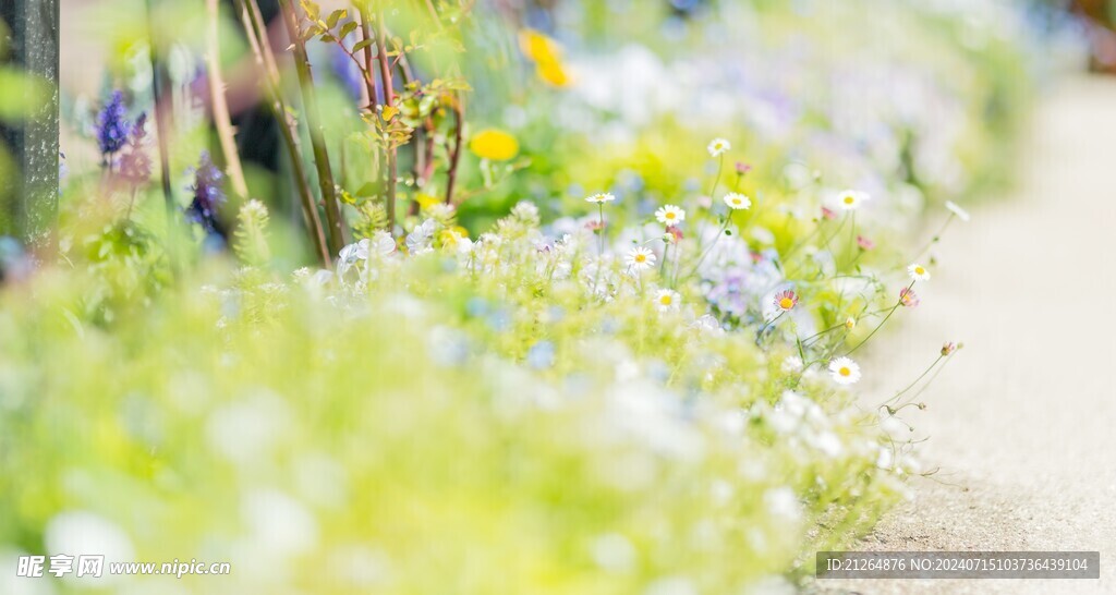 小邹菊