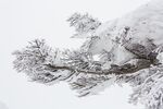 雪景