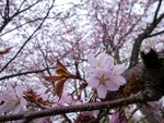 粉色桃花