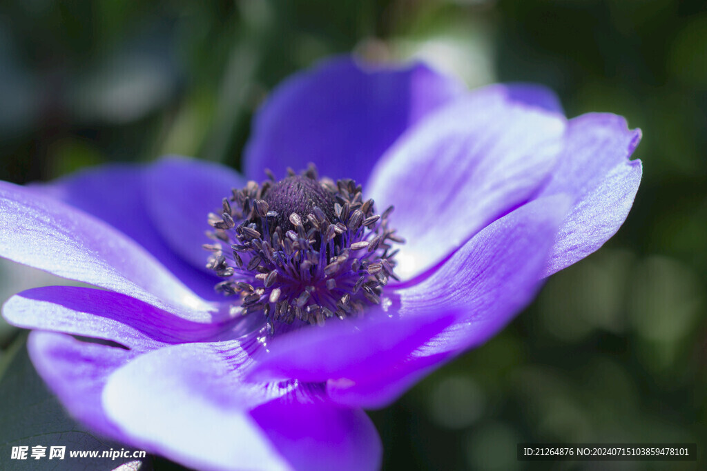 银莲花