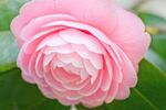 粉色月季花