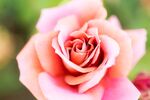 粉色月季花