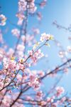 粉色桃花