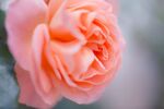 玫瑰花