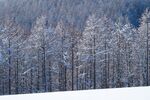 森林雪景