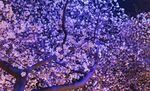 粉色桃花