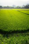 稻田