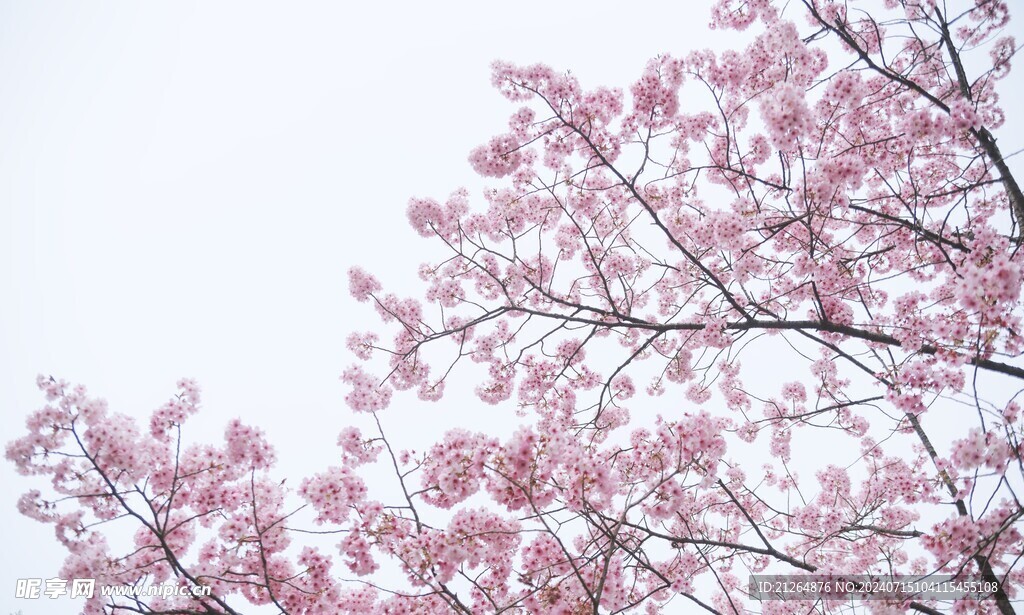 粉色桃花