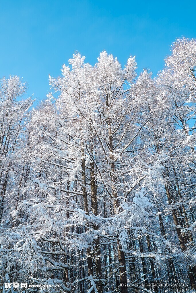 雪景