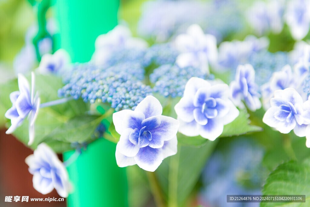 绣球花