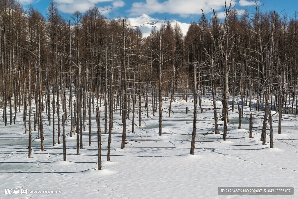 树林雪景