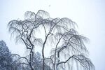 雪景